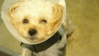 Phuket vet clinics